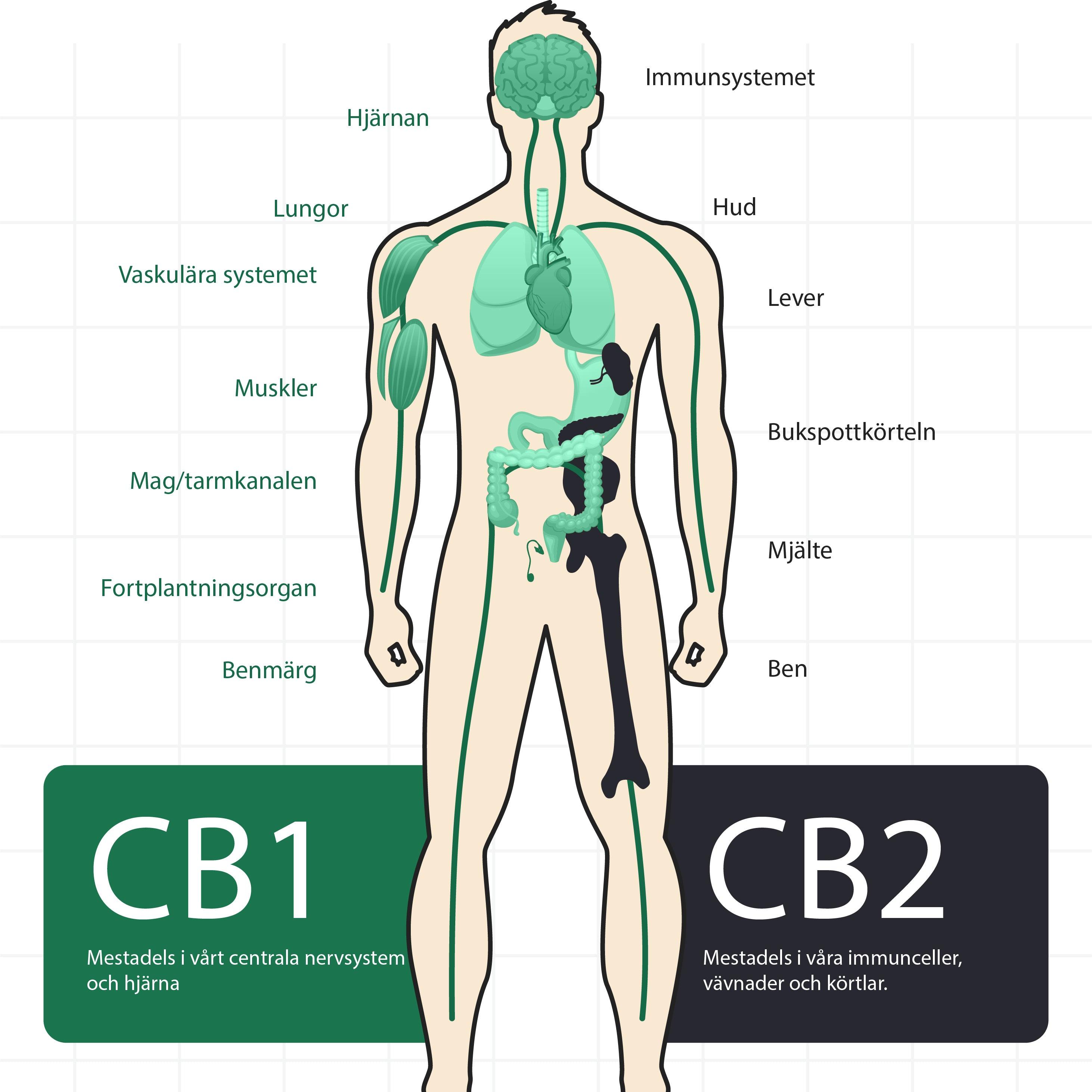 5 sätt att stärka ditt endocannabinoidsystem (ECS) - 1753 SKINCARE